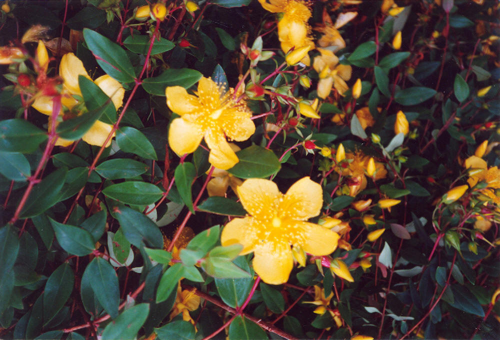 close up picture of Hypericum bush